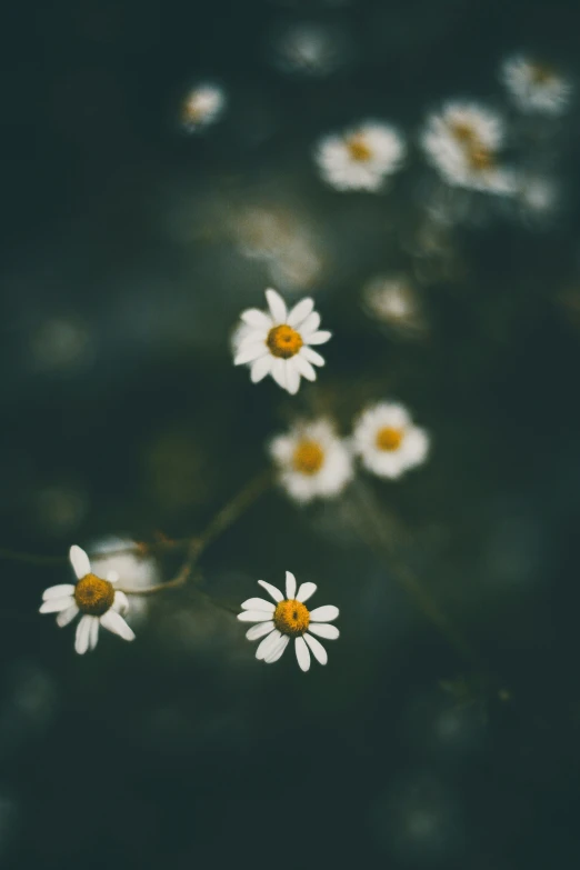 white daisies that are floating in the air