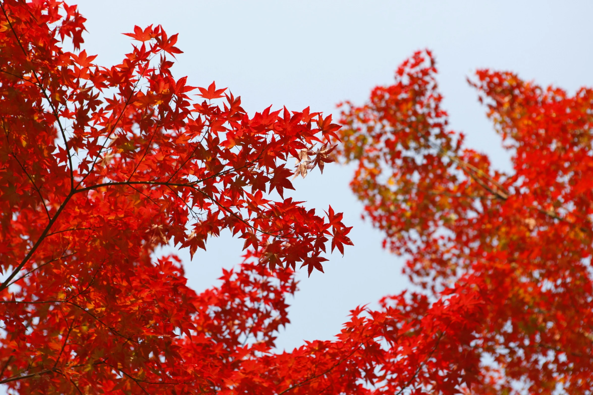 red leaves are shown against the blue sky