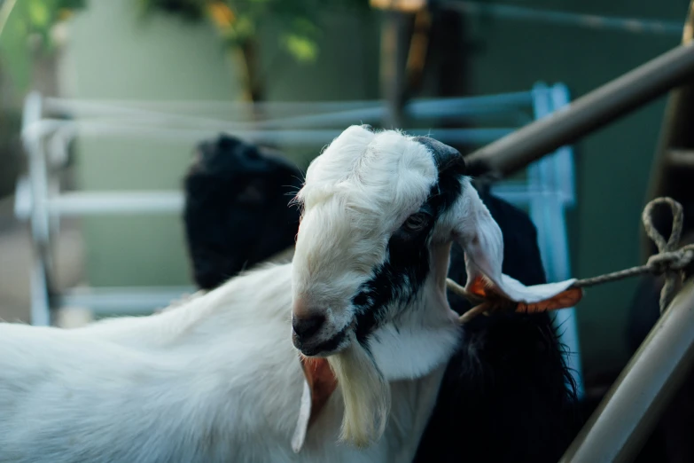 a goat sticking its head out of a fence