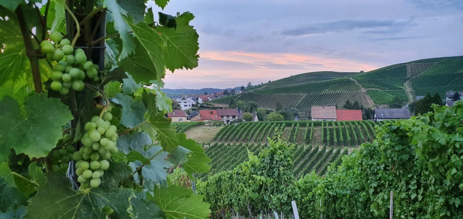 vines and green leaves near a city with a mountain in the background