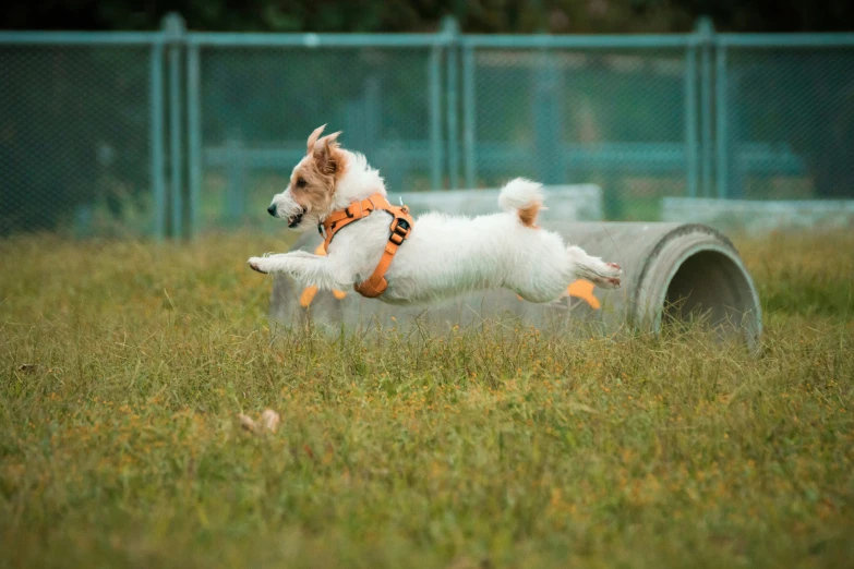 a small dog running in a fenced area