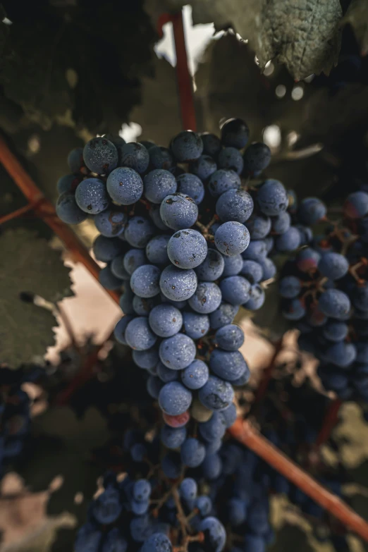 some blue berries growing on the vine of a bush