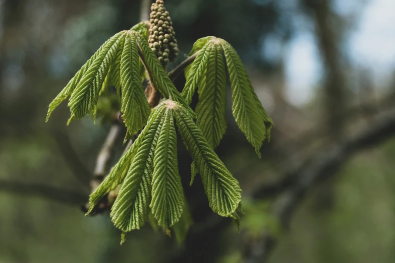 green leaves of a tree on a nch