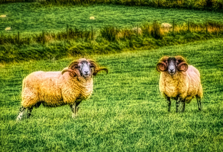 two sheep standing on top of a lush green field