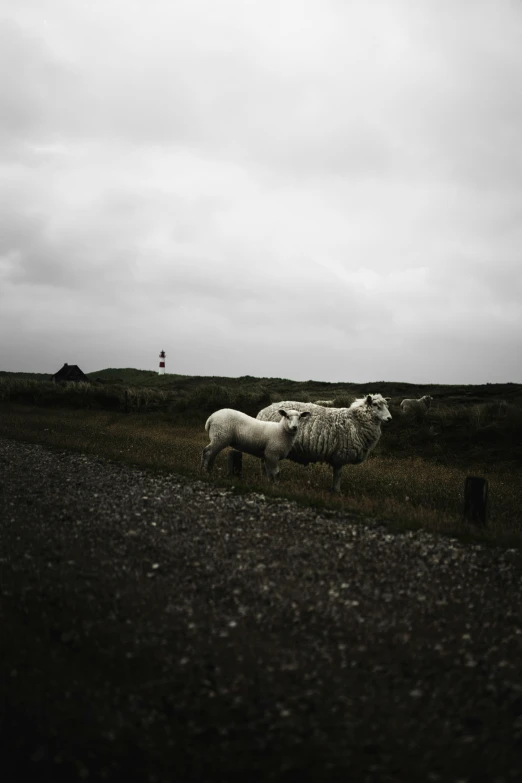 three sheep grazing next to each other in a field