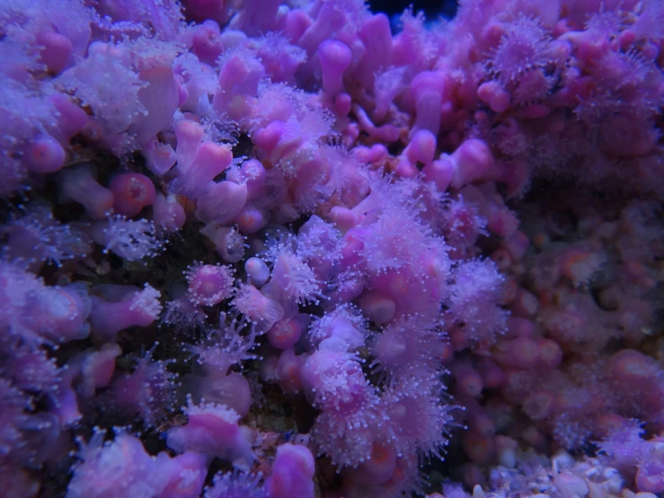 sea corals covered in frost are on display