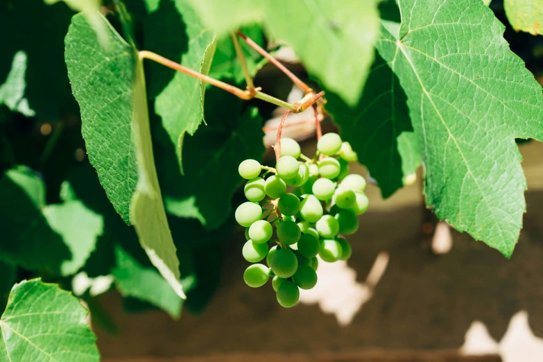 a bunch of green gs on the vine