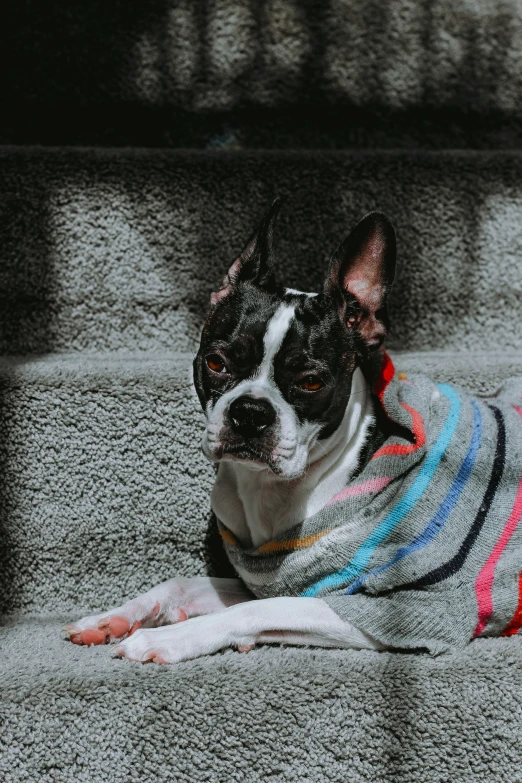 a small dog wearing a sweater lying on the steps