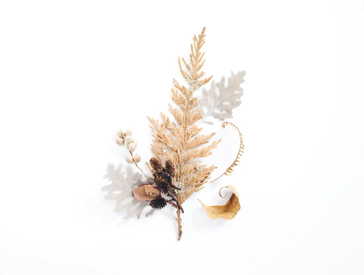 a bunch of dry plants with long brown and white stems