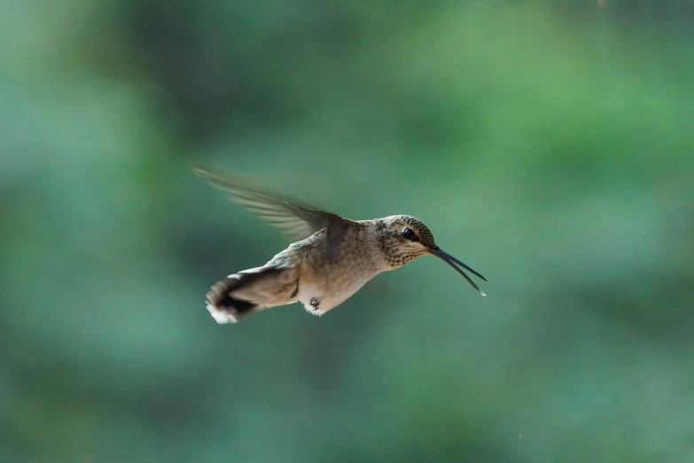 a hummingbird is flying low over the ground