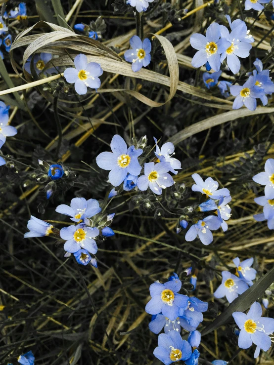 a bush with some little blue flowers on it