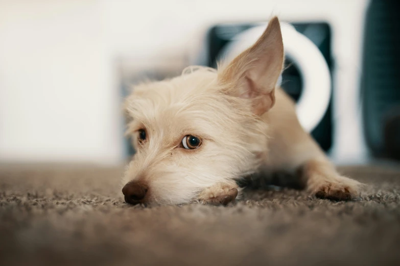 the head and shoulders of a white dog that is lying down