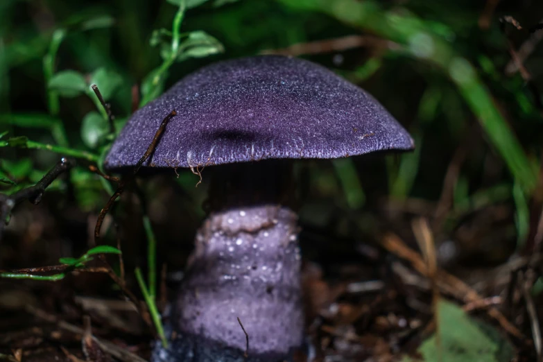 purple mushroom in the middle of some moss with one on top