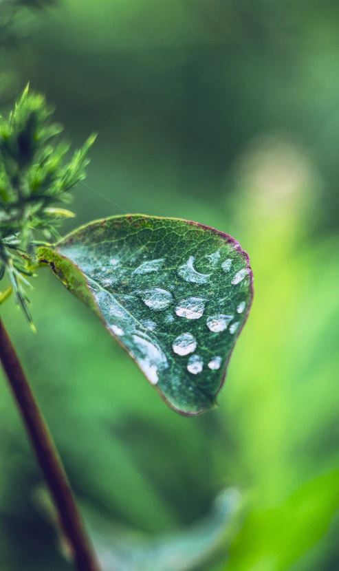 a small green leaf with water drops on it