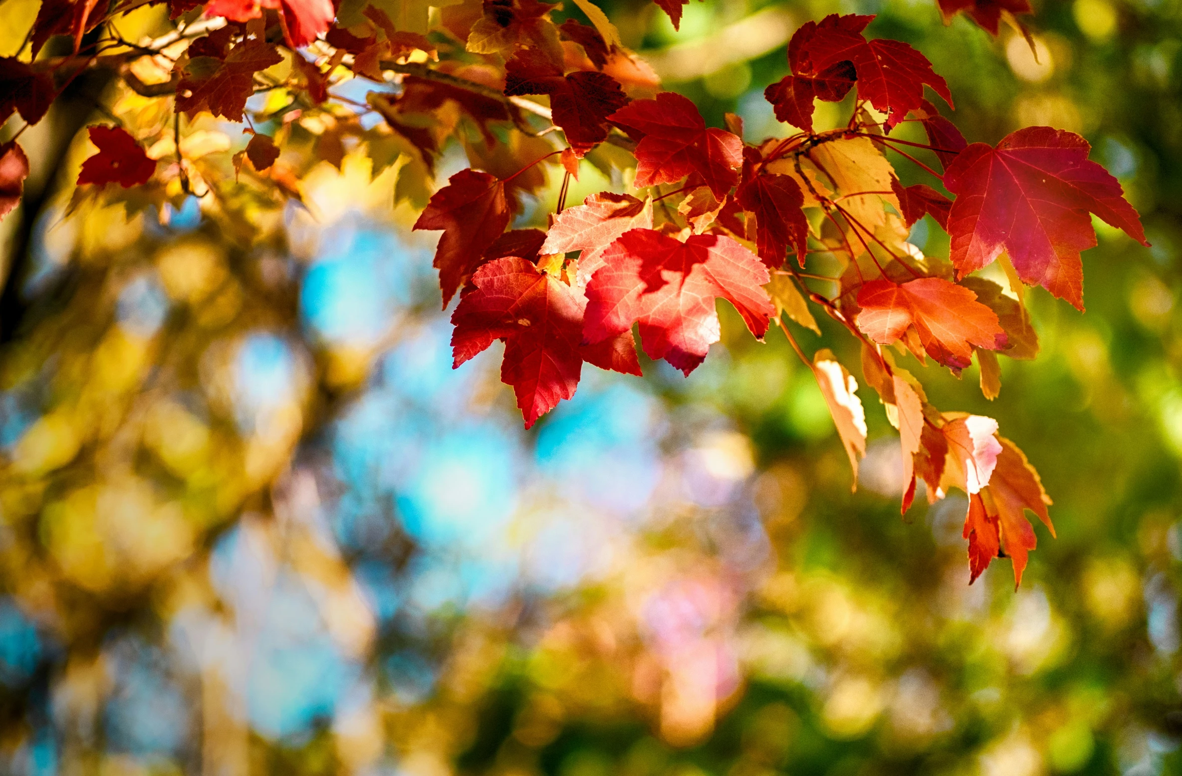 a tree with leaves on it that have begun fall color