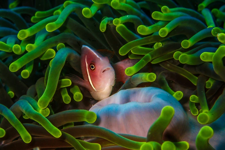 an sea animal hiding between two green tentacles