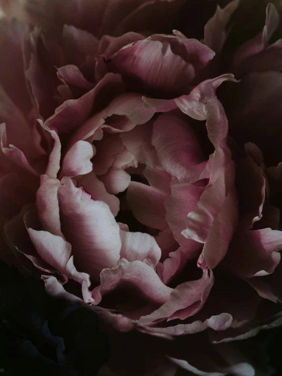 a large pink flower sitting next to a pile of stones