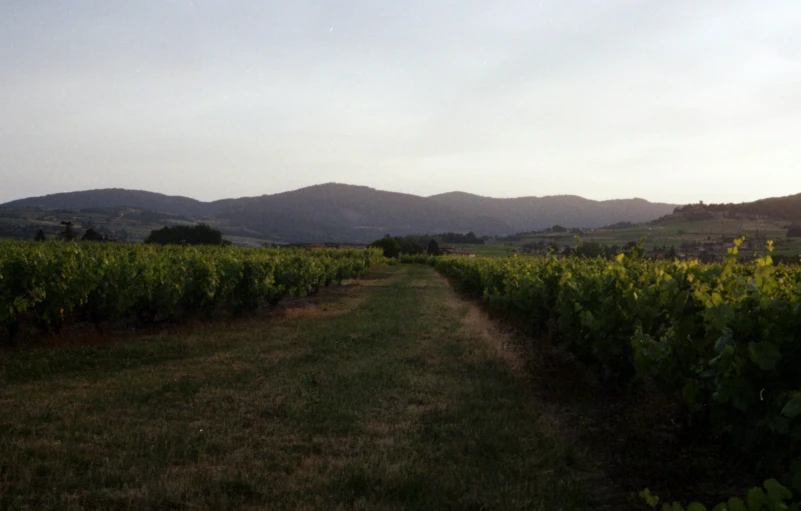 a path in the middle of a field with mountains behind it