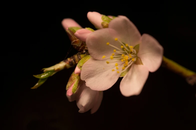 an almond blossom has its blossoms still blooming