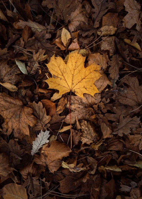 a single yellow leaf laying on top of the leaves