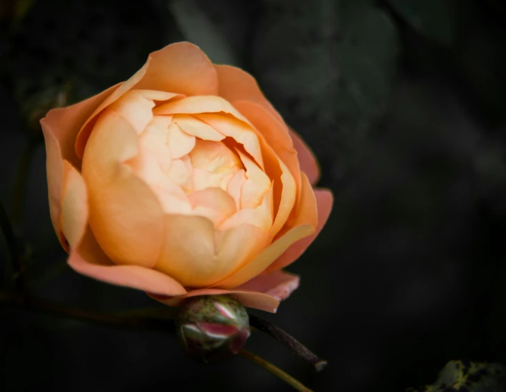 the large orange flower is blooming in the dark