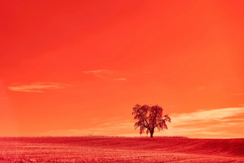a lone tree sitting in an open field under a beautiful red sky