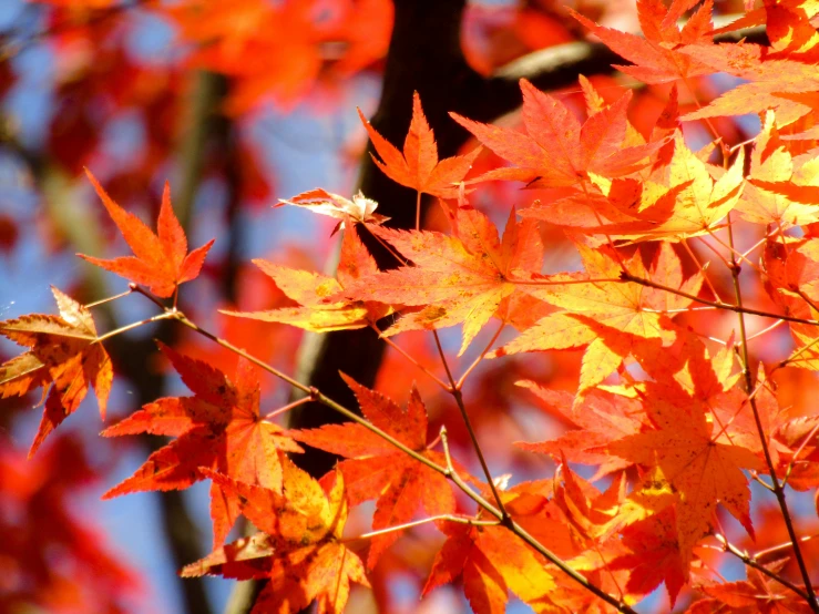 a nch with some very colorful leaves in autumn