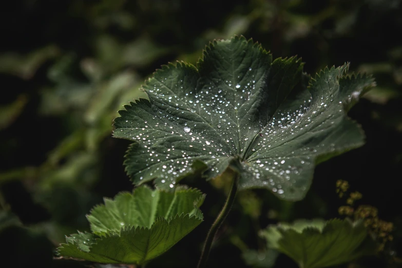 a leaf with a lot of water droplets on it