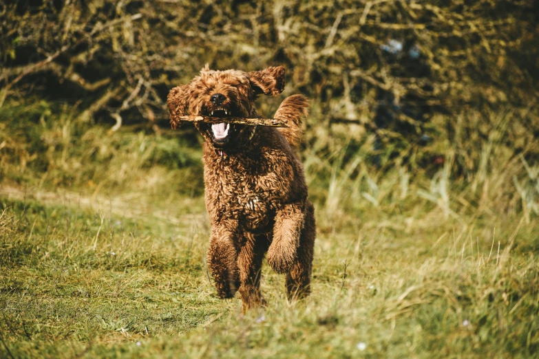 a small dog carrying a stick in its mouth