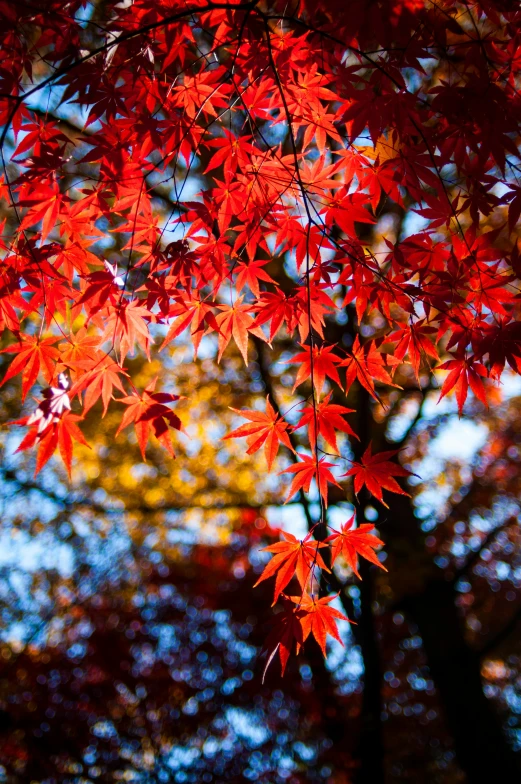 a bunch of leaves that are hanging off the tree