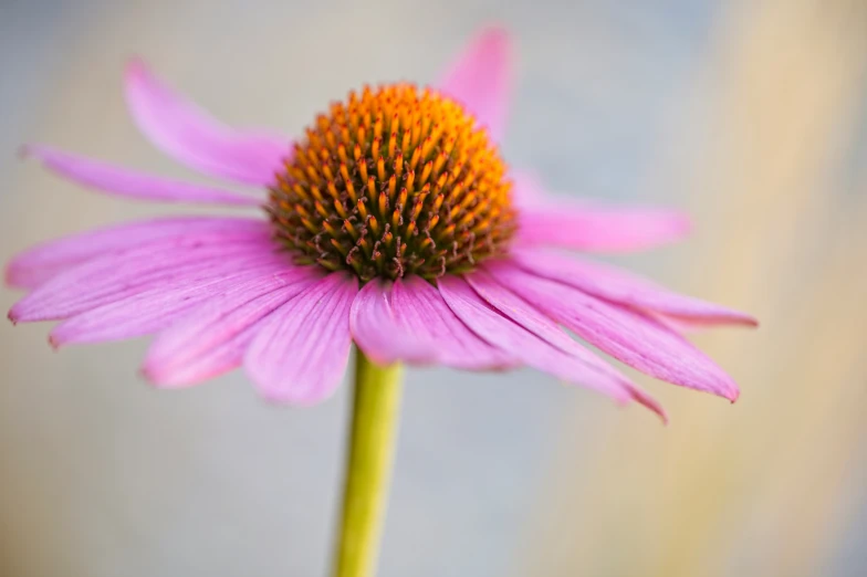 an image of a pink flower with a brown center