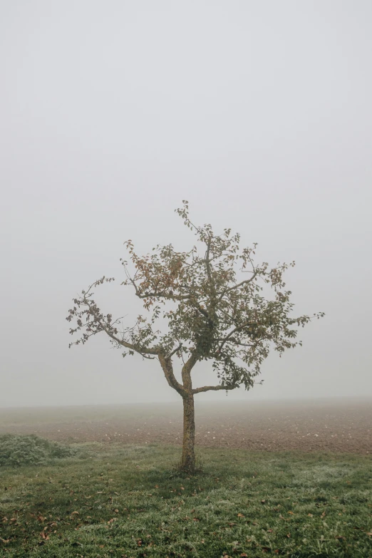 a lonely tree stands alone in an empty field