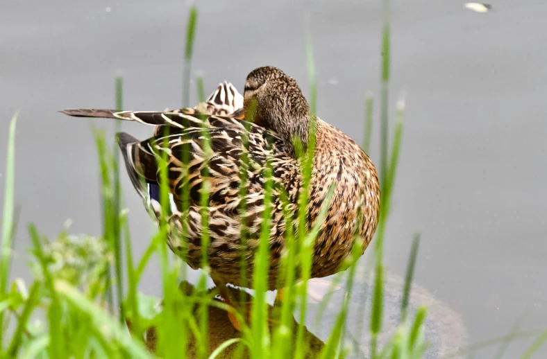 the two ducks are standing by the water