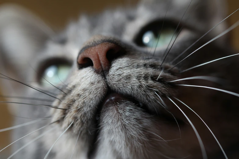 the head of a grey cat with white stripes and big green eyes