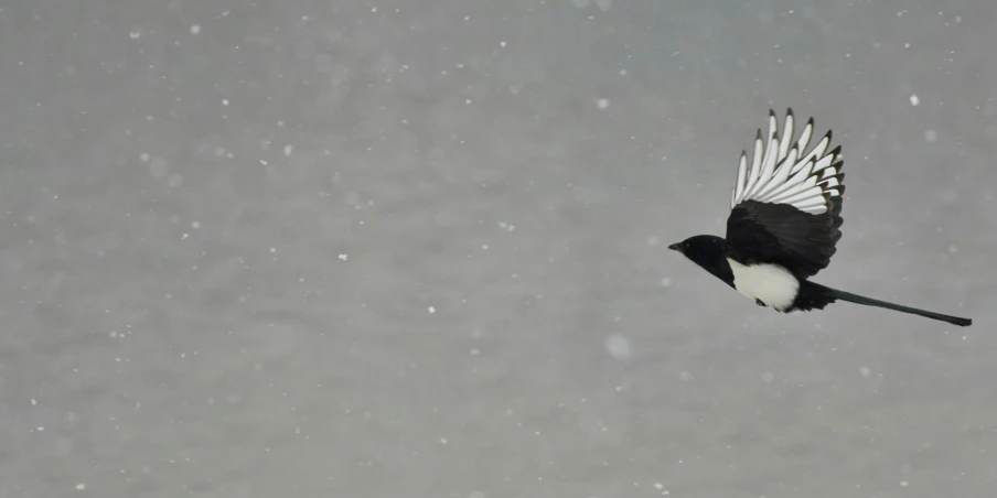 a black and white bird flying in the snow