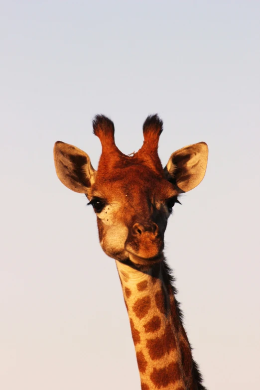 a close up of the face of a giraffe