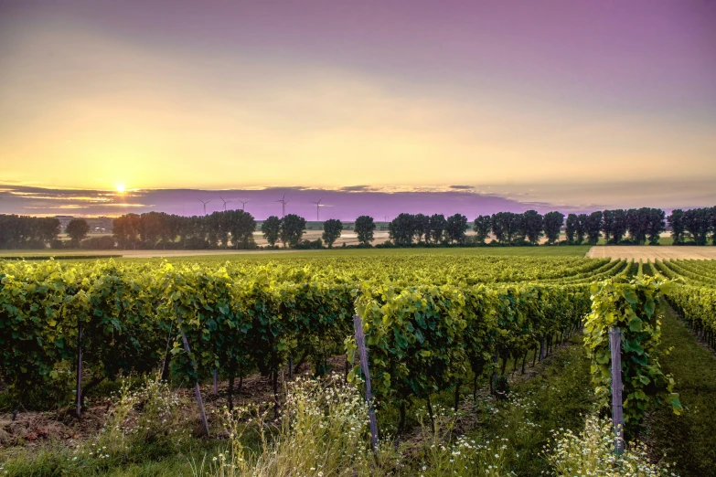 green vines line the field at sunset