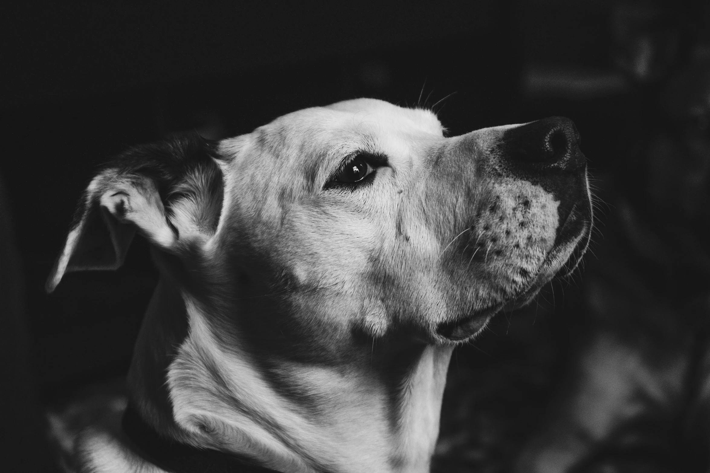 a dog is standing in the dark with its face close up