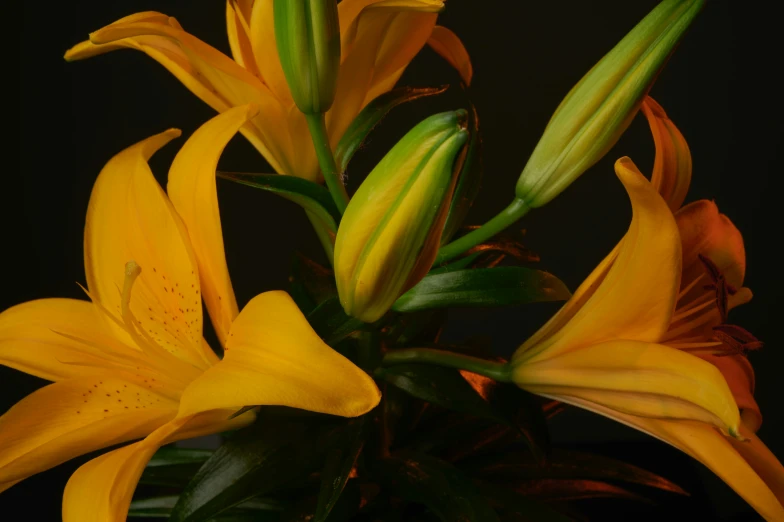 a close up of yellow flowers against a dark background