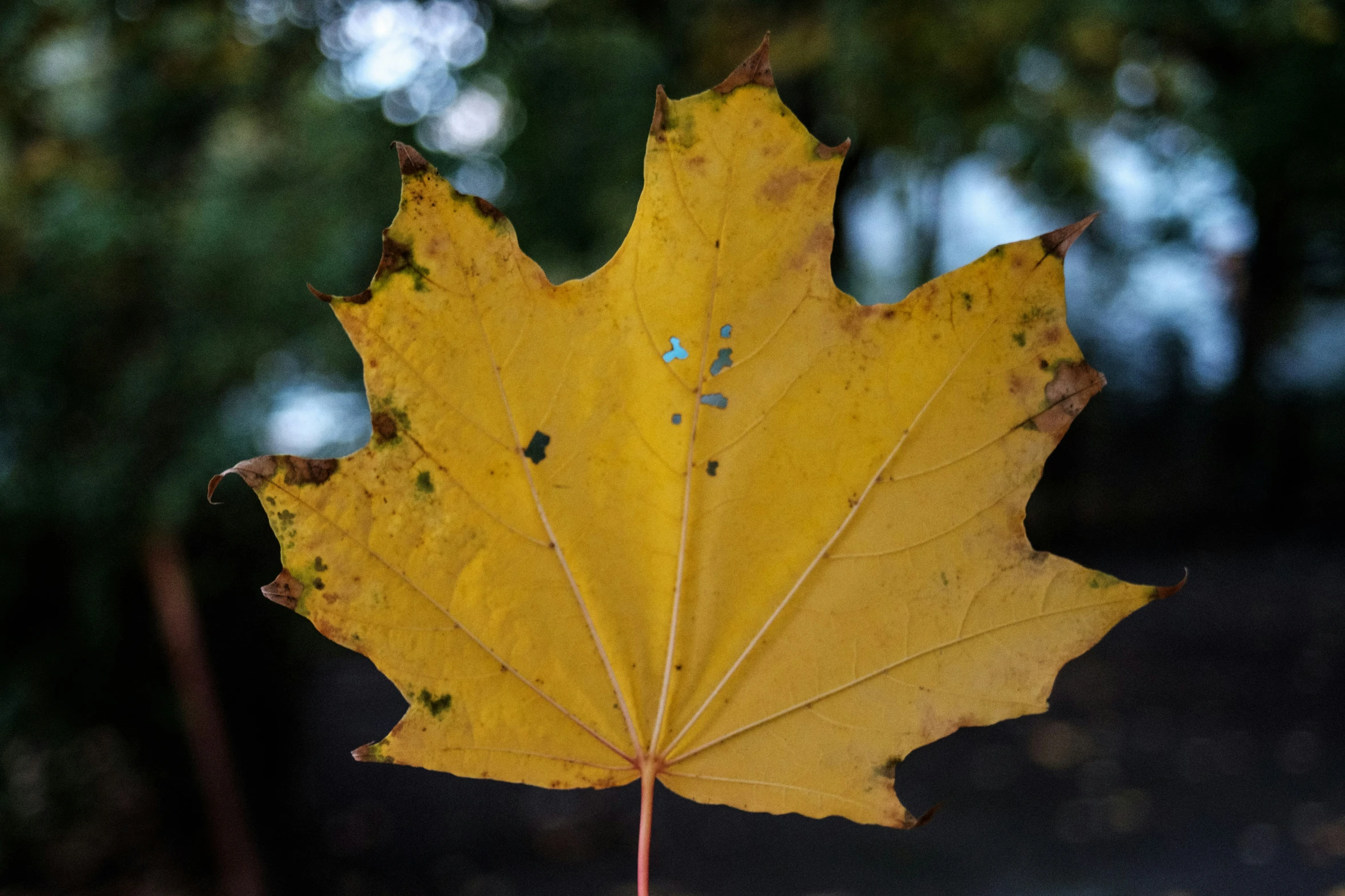 this maple leaf is very large and yellow