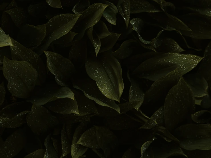 close up picture of a leafy shrub in the dark