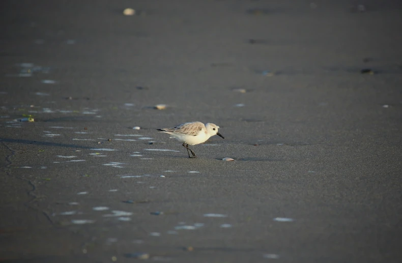 a small bird is walking on the beach