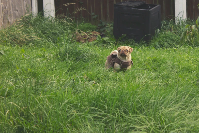 a dog on a field holding a stuffed animal