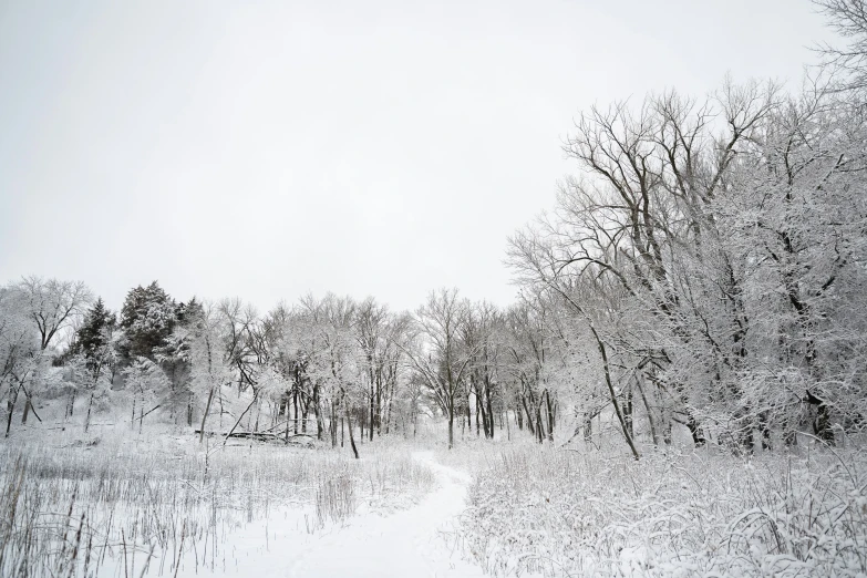 snow covered landscape in winter with small forest