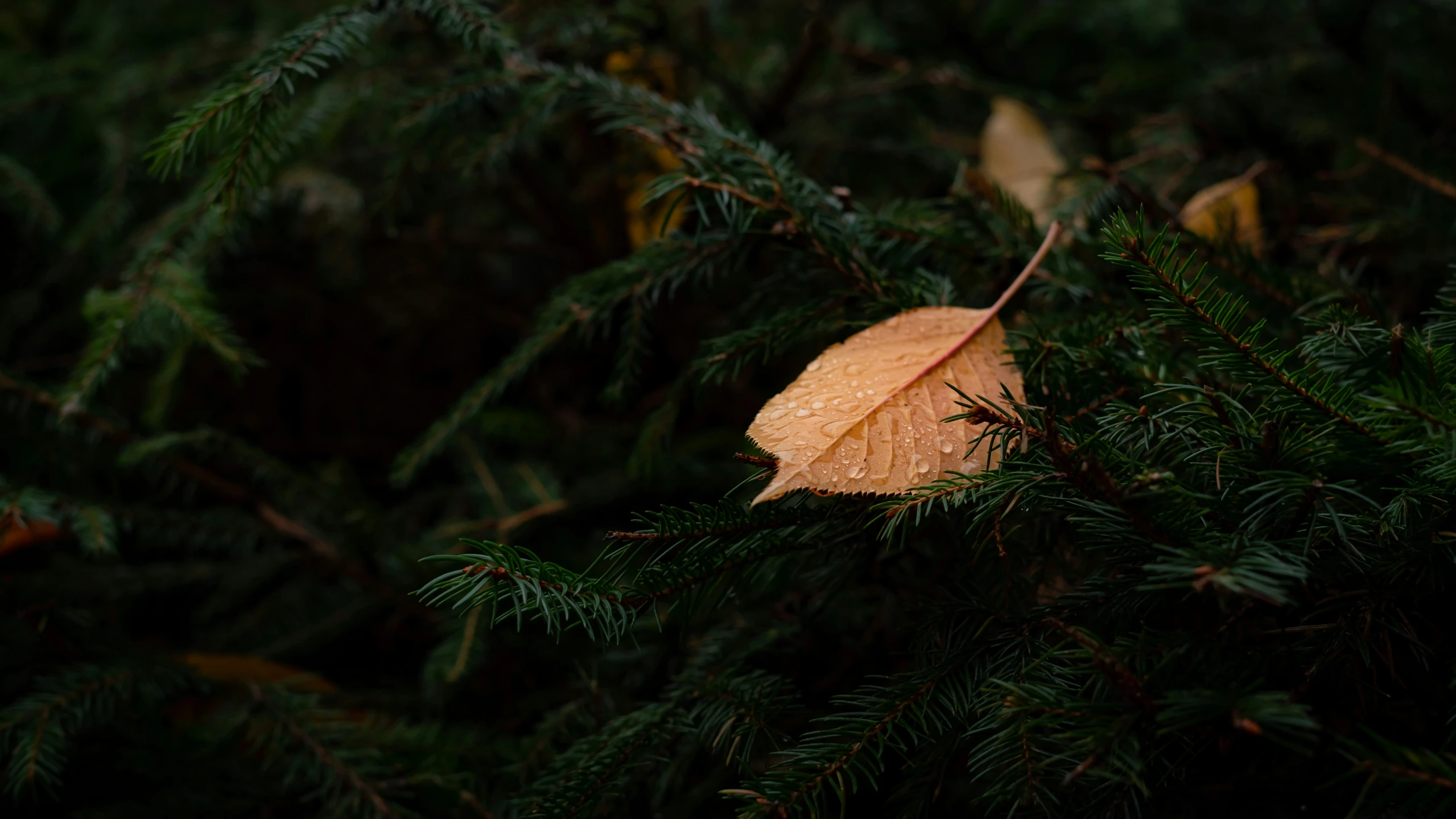 a single leaf laying on top of a tree nch