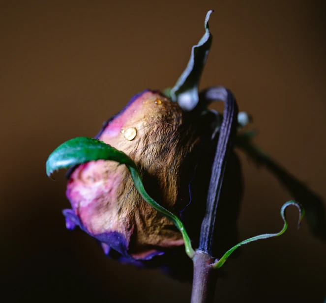 a pink rose still attached to the end of a stem