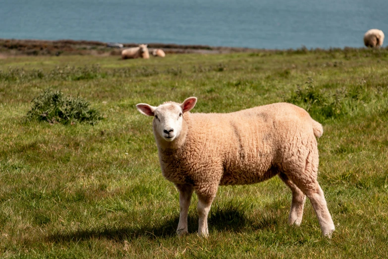 an animal is standing on a grassy field