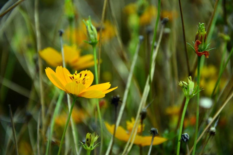 bright yellow flowers in the wild on a sunny day