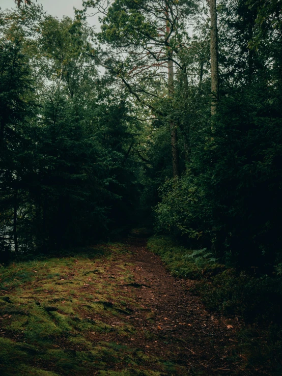 trees and dirt on a path in the woods