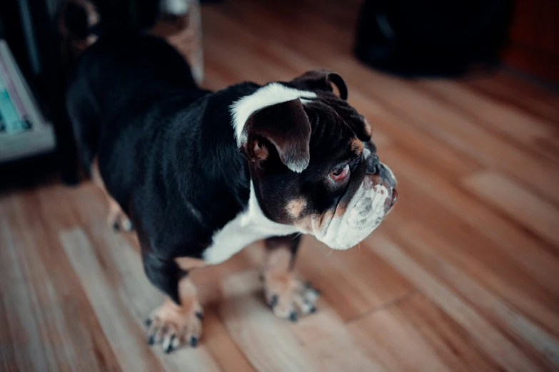 an old bulldog on a wooden floor stares up